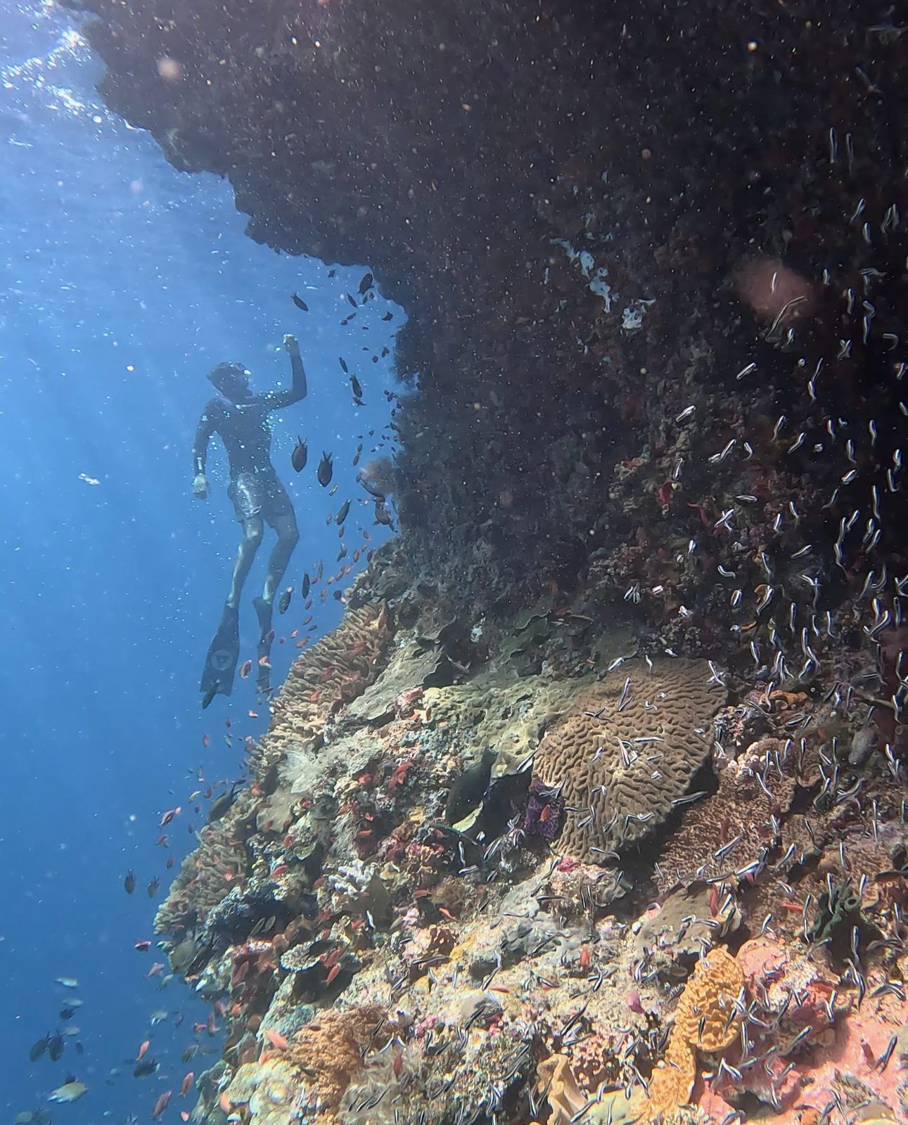 A freediver descending along a coral wall alive with fish