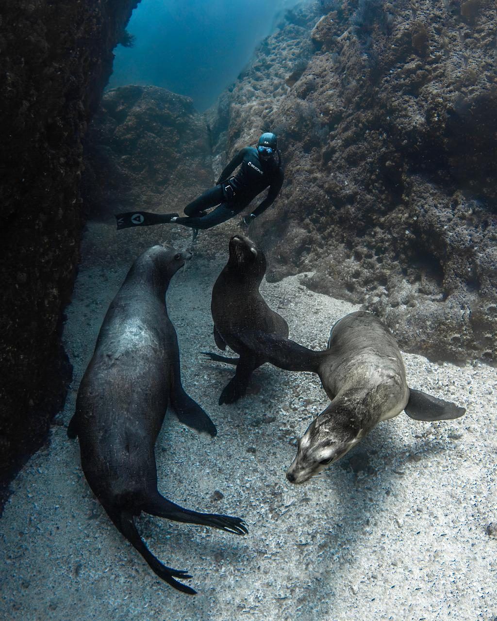 A freediver swimming with sea lions over a rocky seabed
