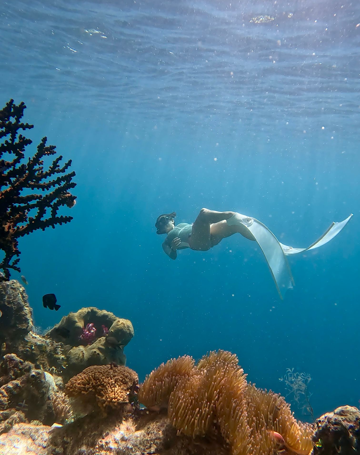 A freediver gliding over the reef in a white monofin
