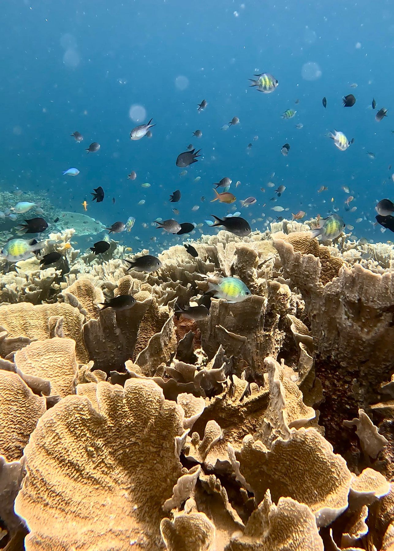 Damselfish over a plate coral garden on an offshore reef