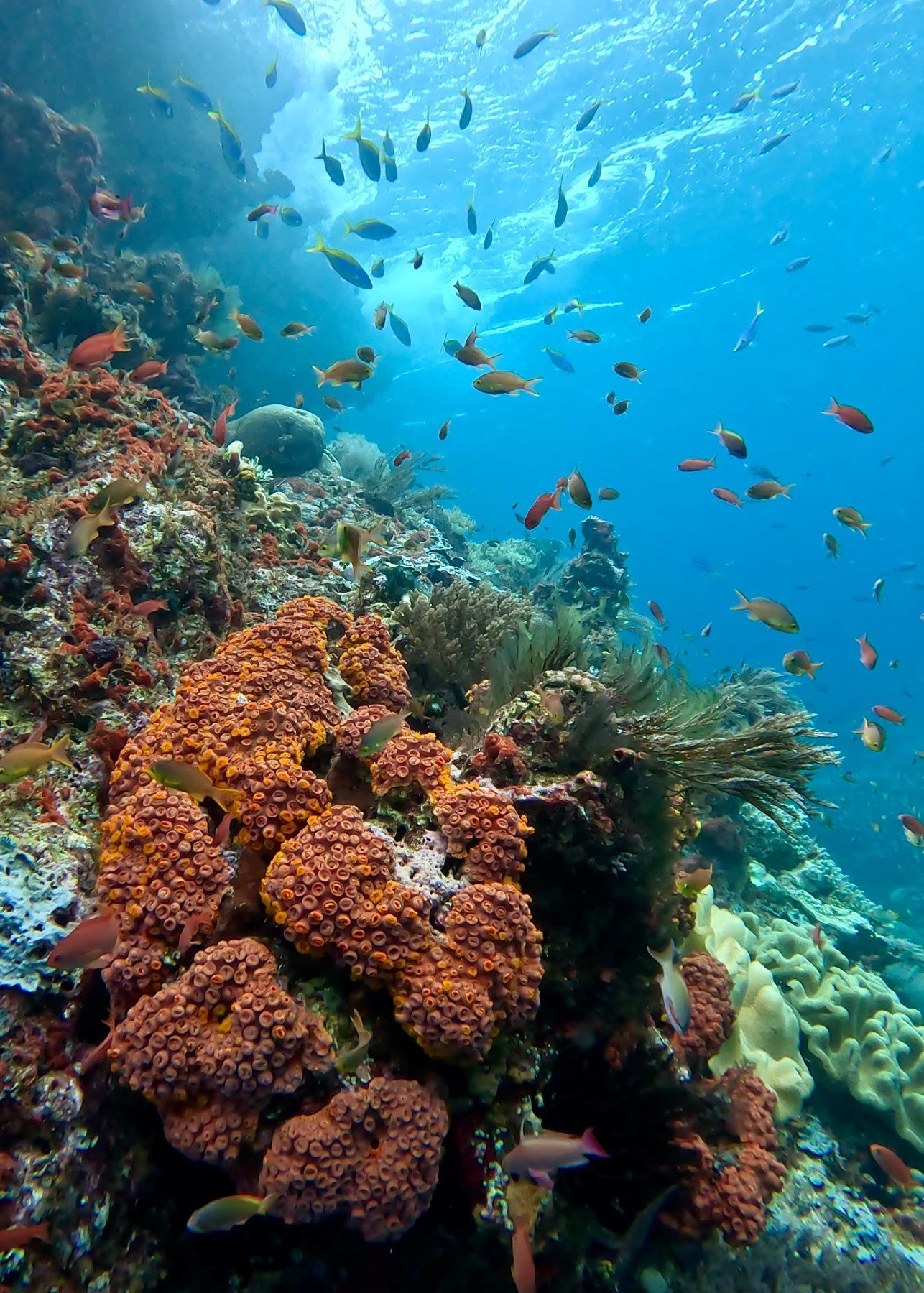 A vivid reef wall crowded with fish